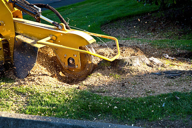 Best Storm Damage Tree Cleanup  in Columbia, CA