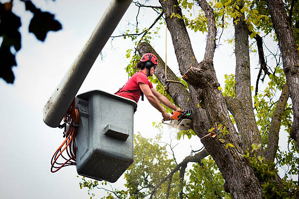 Best Palm Tree Trimming  in Columbia, CA