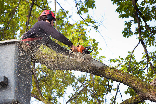 Best Arborist Consultation Services  in Columbia, CA